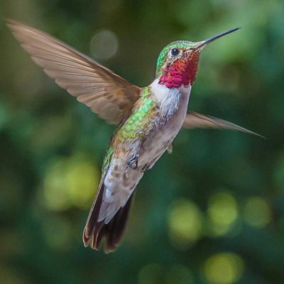 The Hummingbird has TENACITY, ENDURANCE, ADAPTABILITY, INFINITY, CONTINUITY AND ETERNITY. So Do You!