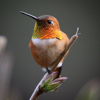 Hummingbirds, in their seemingly carefree and happy flight, remind us to live in the moment and enjoy life's simple pleasures