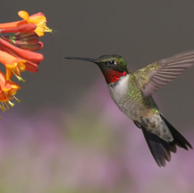 There is indeed something magical about the hummingbird that makes it like no other creature on Earth